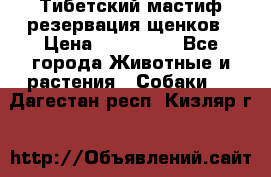 Тибетский мастиф резервация щенков › Цена ­ 100 000 - Все города Животные и растения » Собаки   . Дагестан респ.,Кизляр г.
